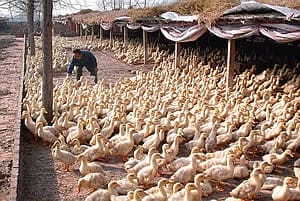 Ráfáztak a madárinfluenzára a francia kacsatenyésztők