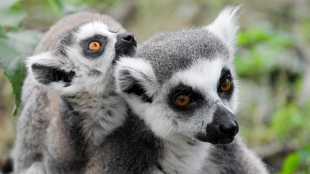 Kutatók figyelmeztetnek: ha kihalna Madagaszkár állatvilágának egy fontos része, évmilliókba telne a fauna helyreállása
