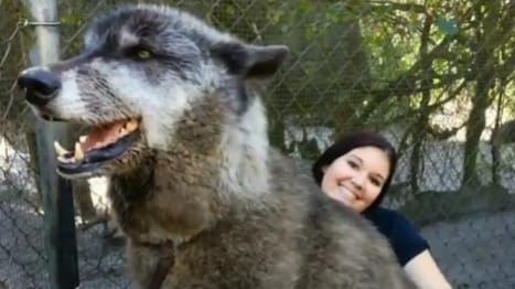 Gigantikus farkaskutyát mentettek egy sintértelepről, eltörpül mellette a gondozója