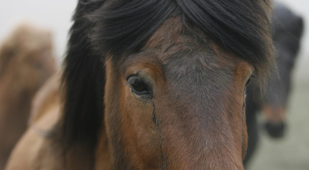 Ne féljen a pókoktól, a lovak többször ölnek