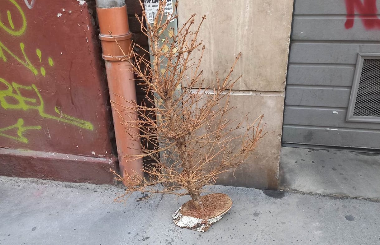 Valaki még csak most dobta ki a karácsonyfáját Terézvárosban