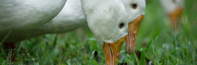 Újra felütötte a fejét a madárinfluenza Magyarországon