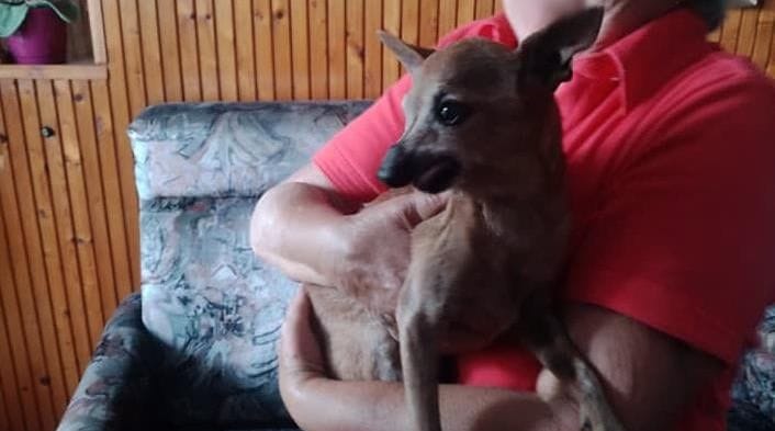Cserépkályha mögül mentettek kutyát a tűzoltók Balatonlellén