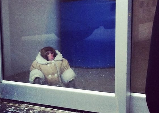 IKEA-ban sétáló prémkabátos kismajom az internet új sztárja