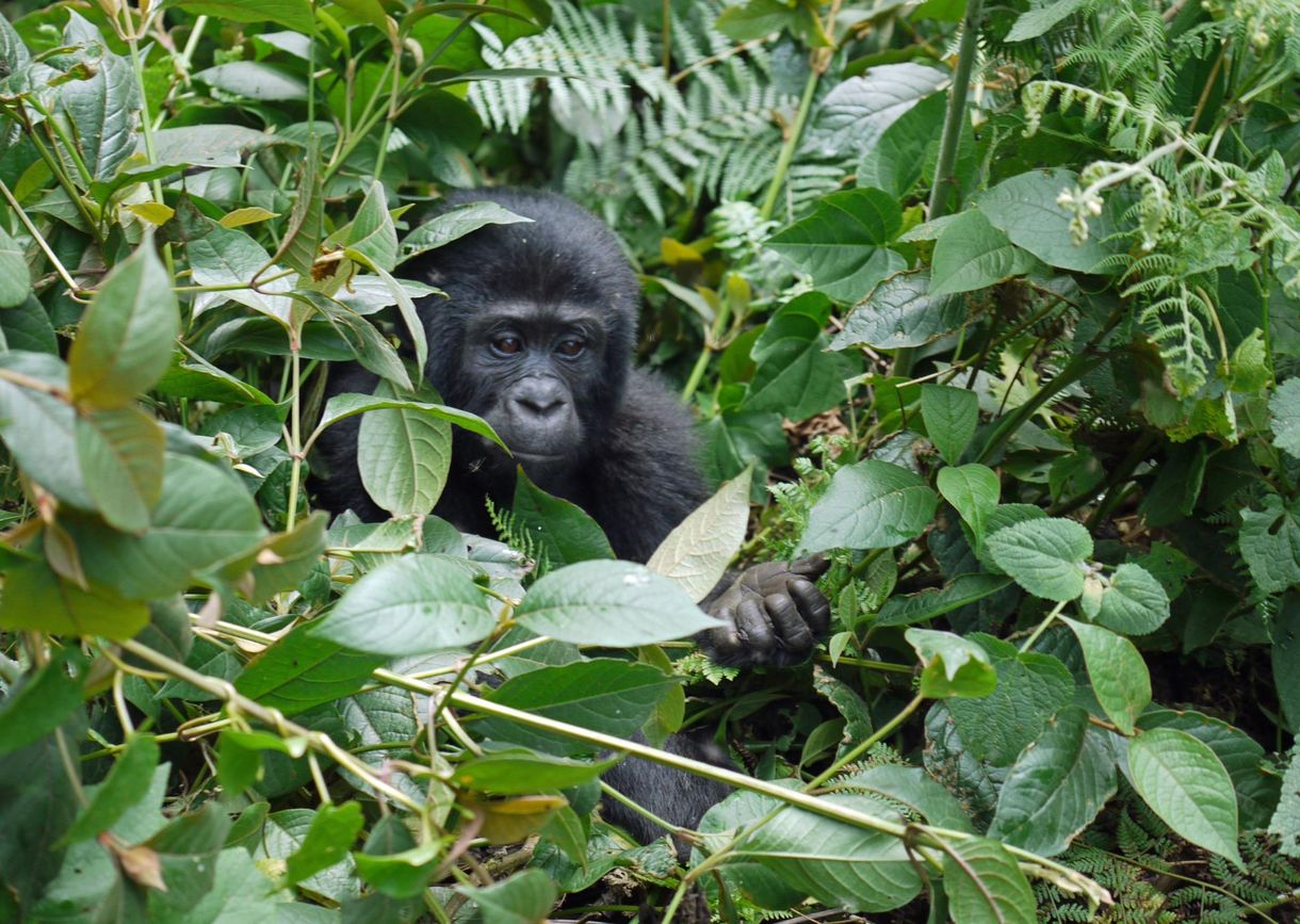 A gorillák kommunikációjának titkait tárta fel egy új kutatás
