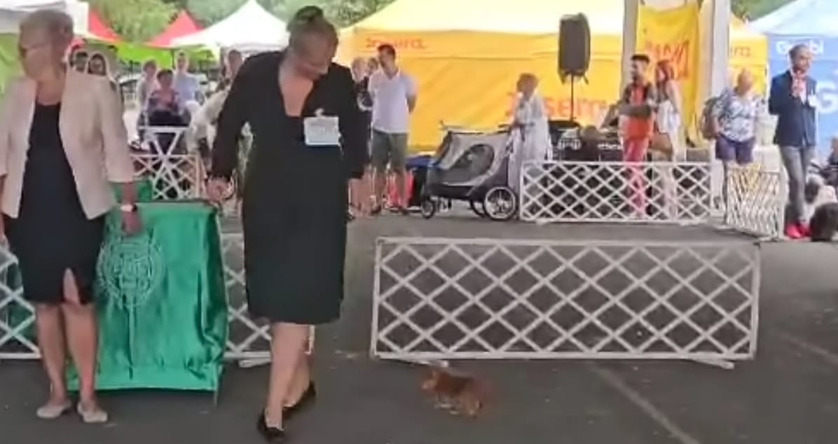 Megverte apró termetű terrierjét egy cseh versenyző a sárvári kutyakiállításon – videó