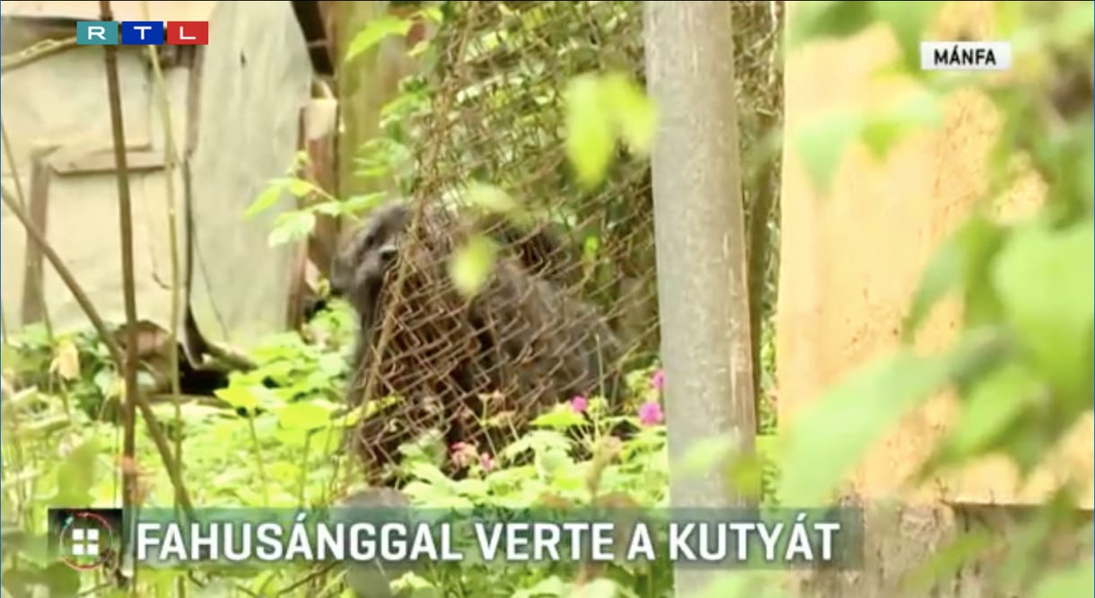 Videón, ahogy egy 85 éves férfi fahusánggal ütlegeli a kutyáját