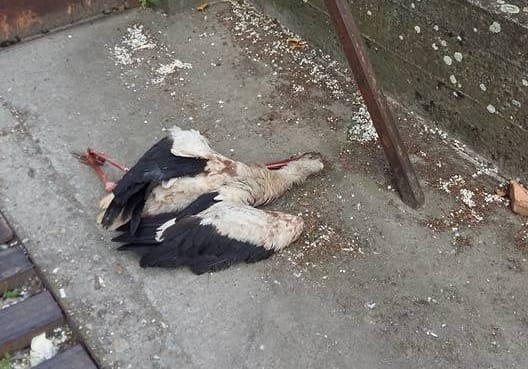 Megvannak a jászapáti gólyagyilkosok