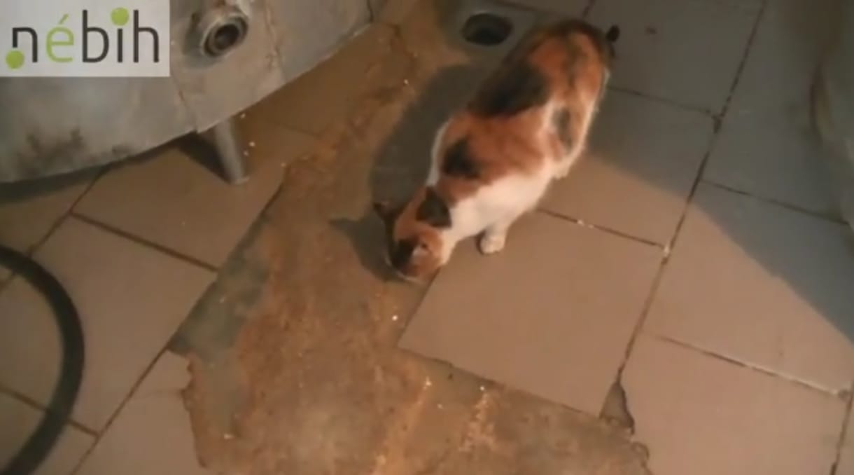 Videó: Tarka macska kódorgott a penészes sajtok között a lekapcsolt kistarcsai tejüzemben