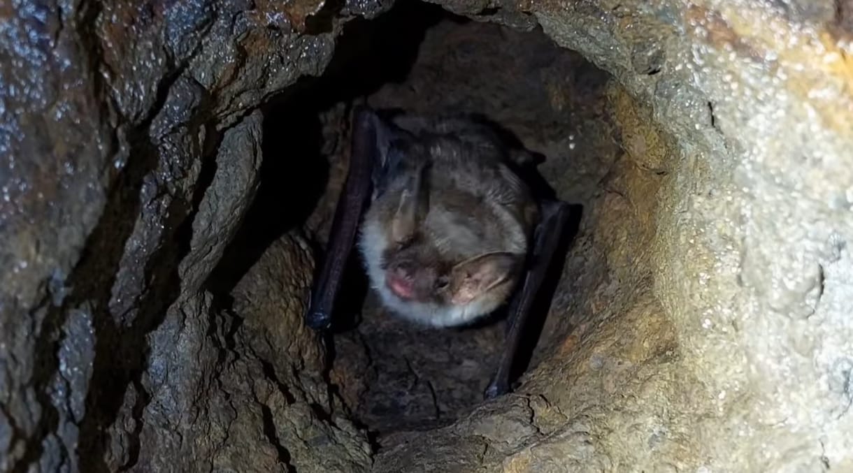 Telelés közben vettek videóra egy denevért a Királyréten