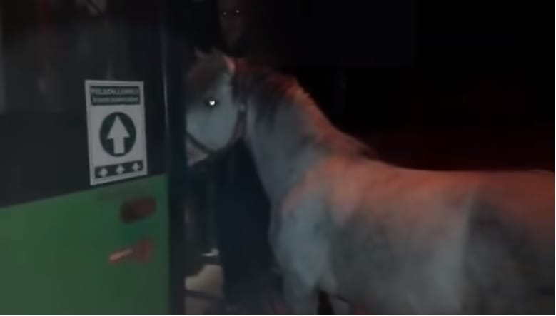 Videó: Lóval akartak buszra szállni Pécsen