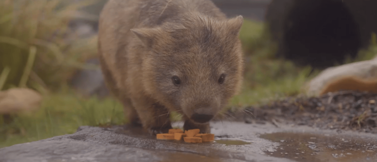 Videó: így örülnek az ausztrál állatok az esőnek