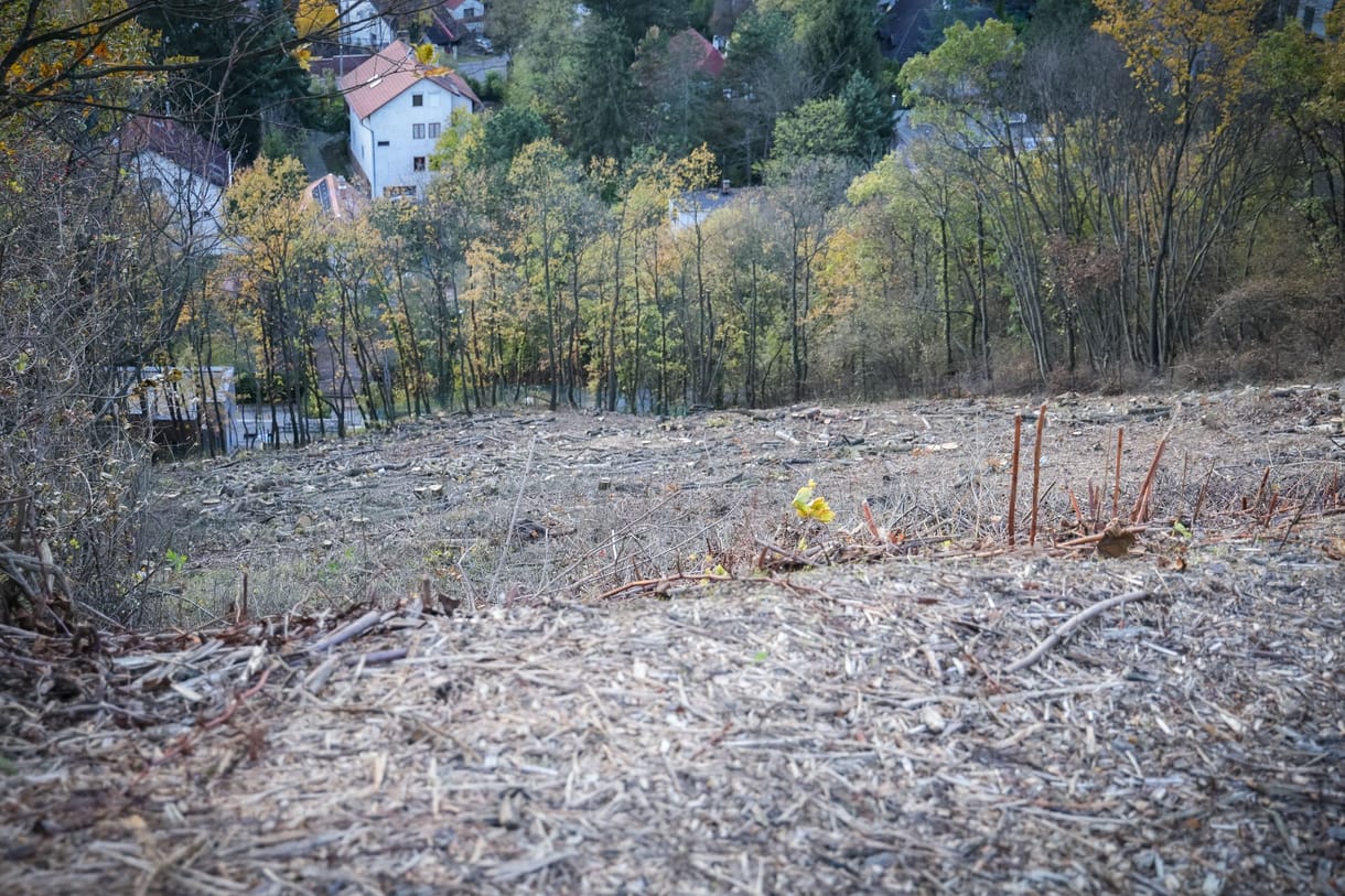 Tarra vágtak egy nagyobb területet a II. kerületben, feljelentést tesz az önkormányzat