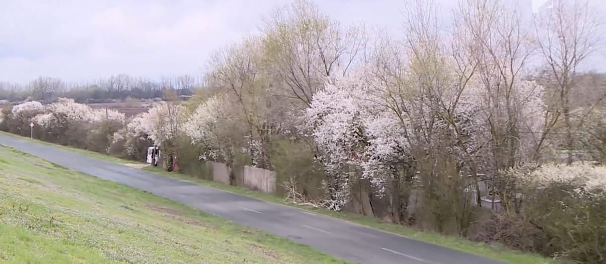 Nyakon találhatta a beragadt láncfűrész, meghalt egy állatmenhely vezetője