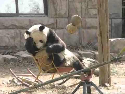 Videó: egy pandamaci hintaszékben ejtőzik