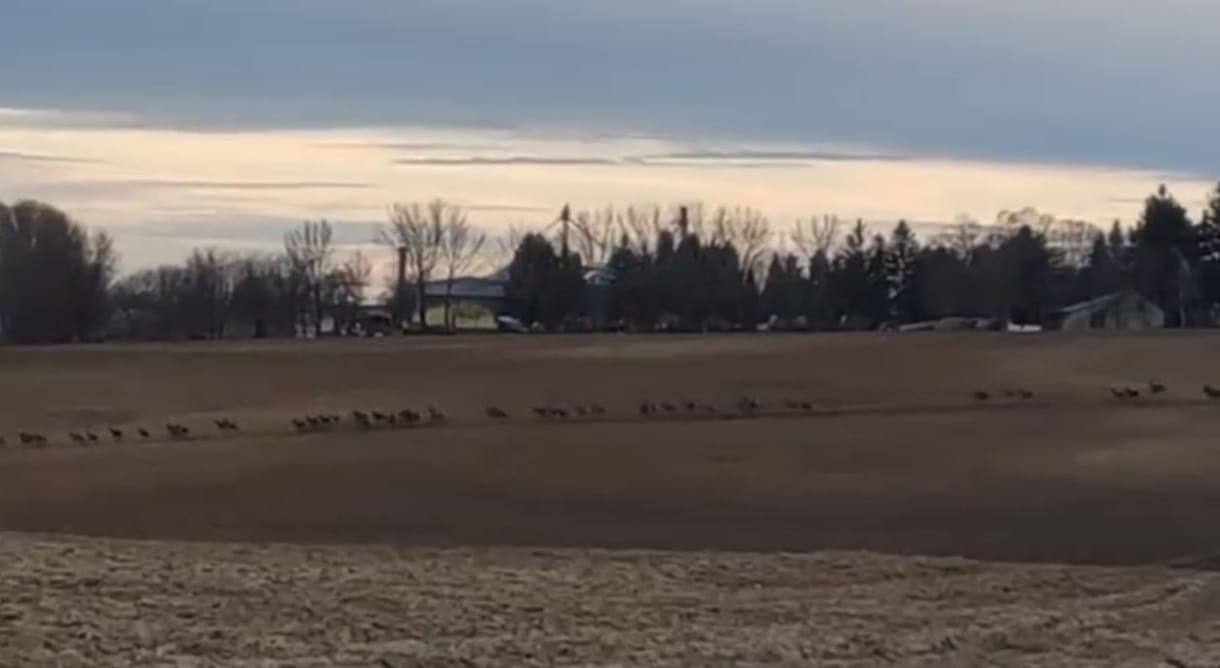 Hatalmas szarvasvonulás volt Tolnában - Videó