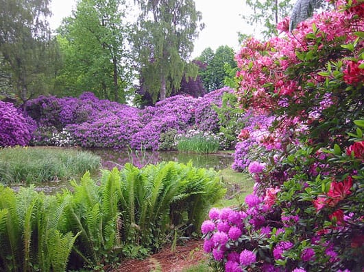 Rododendronok nevelése otthon - Kertész tippek