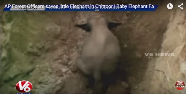 Videó: végül csak sikerült kimásznia a kiselefántnak szorult helyzetéből