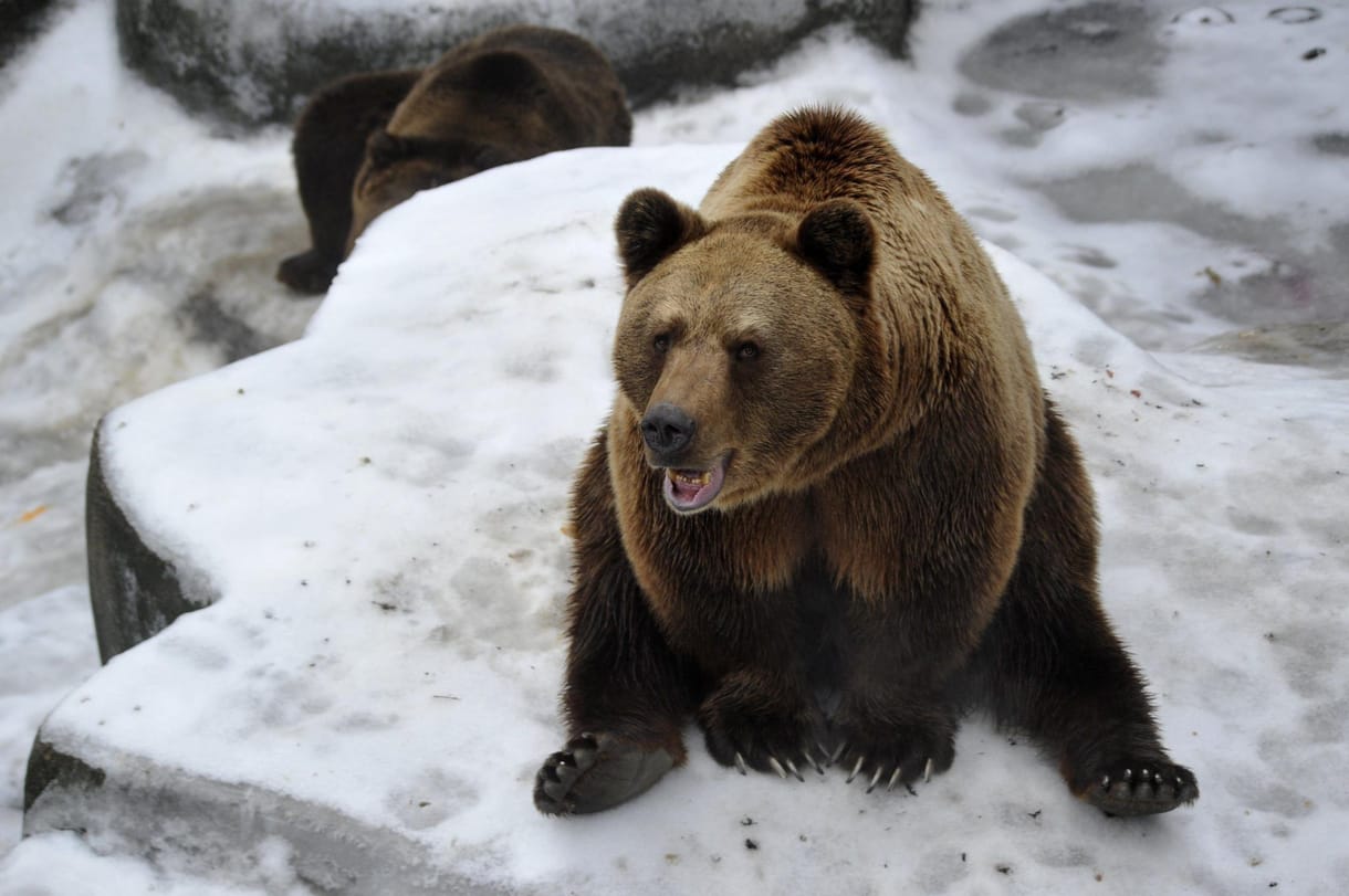 A szlovák Harambe? Lelőttek egy medvét Szlovákiában - mert túl szelíd volt
