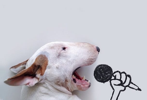 Lehet vicces egy pitbull? Döntse el - fotók