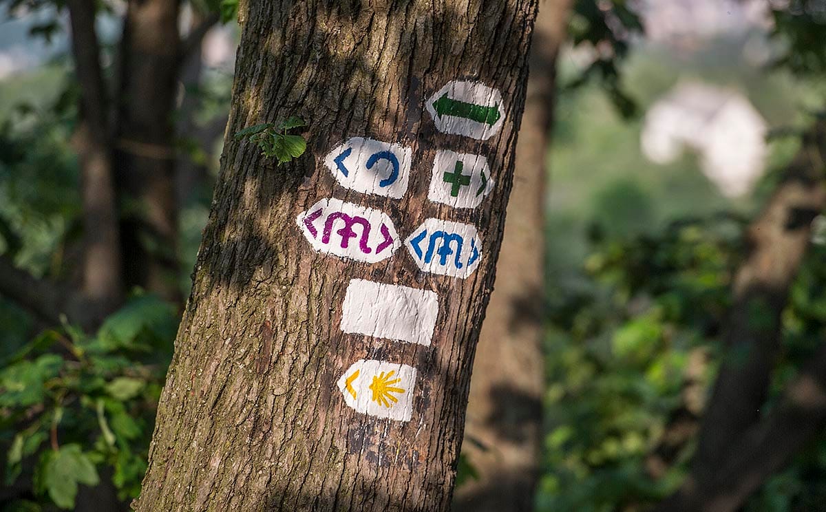 Feljelentést tett a XII. kerületi, amiért az MTA telkén kivágták a fákat