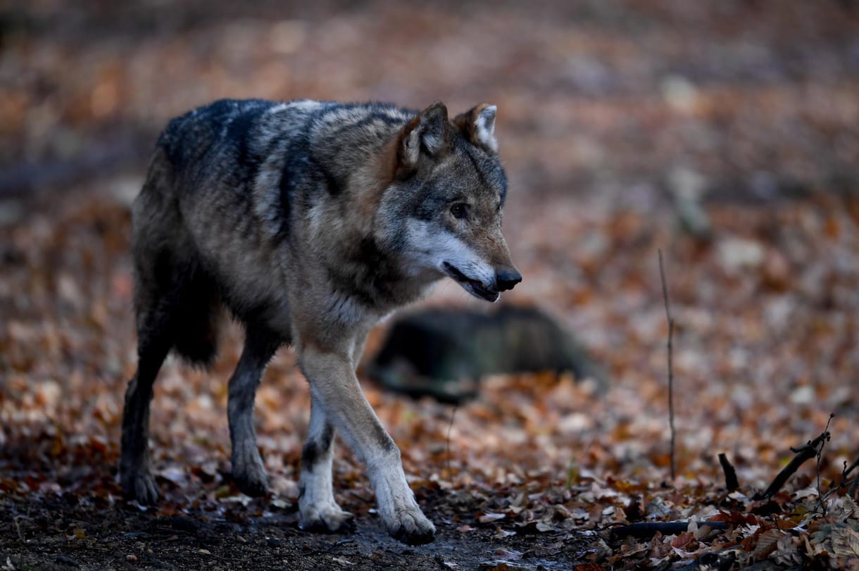 Rendelettel védené a falu környéki farkasokat Füzér