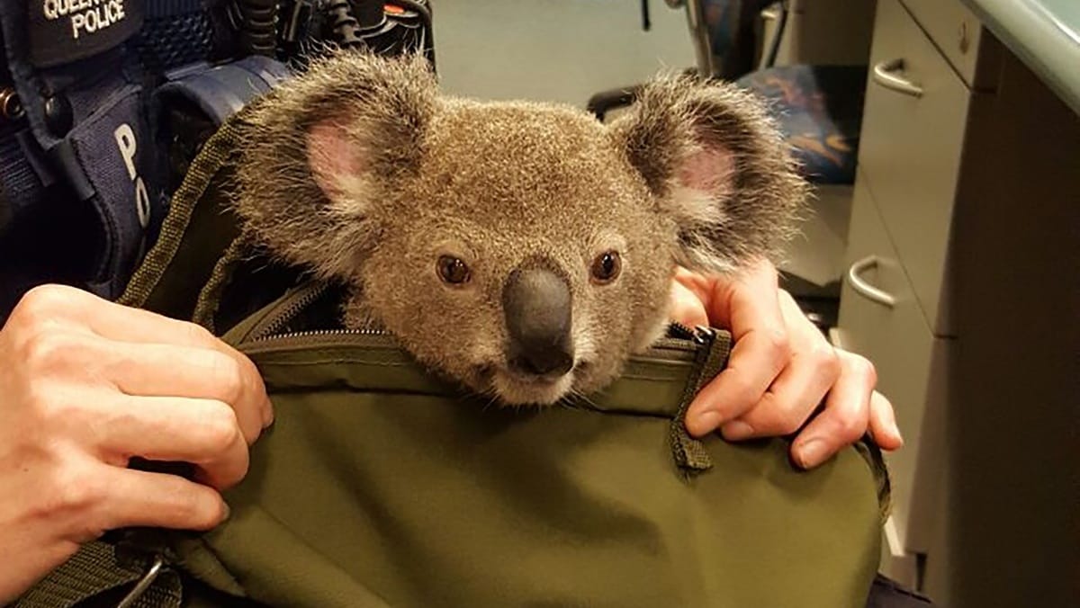 Amit még az ausztrál rendőrök sem hisznek el: koala a hátizsákban