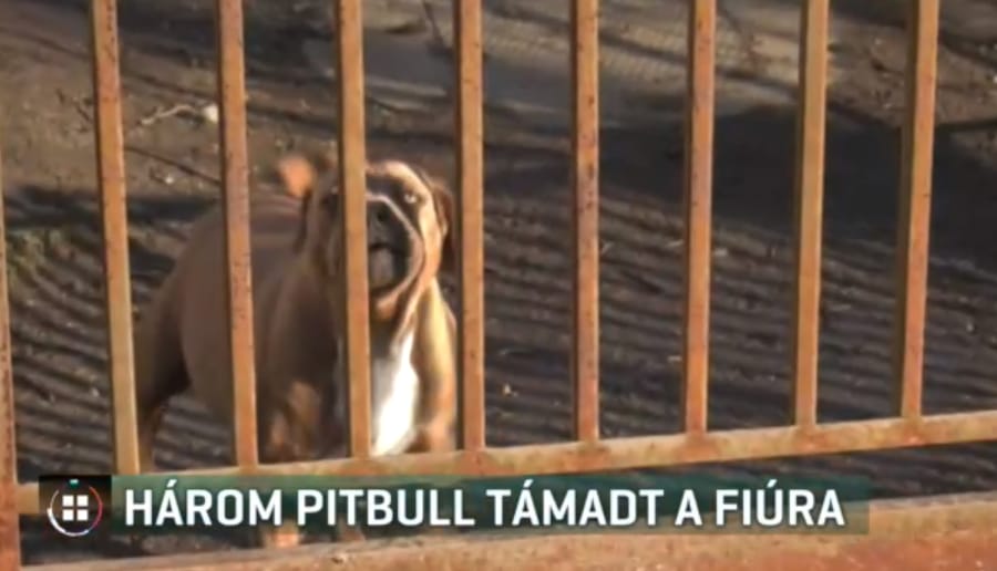 Három pitbull támadt egy 13 éves fiúra és húgára Ötvöskónyiban