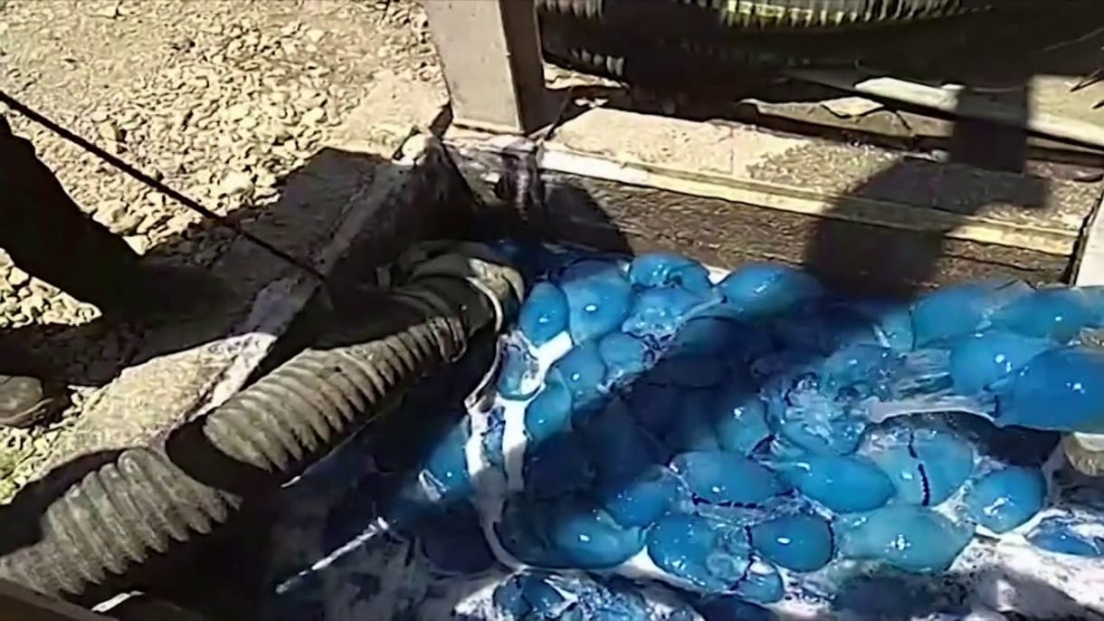 Medúzák ezrei okoztak gondot egy izraeli szénerőműnél