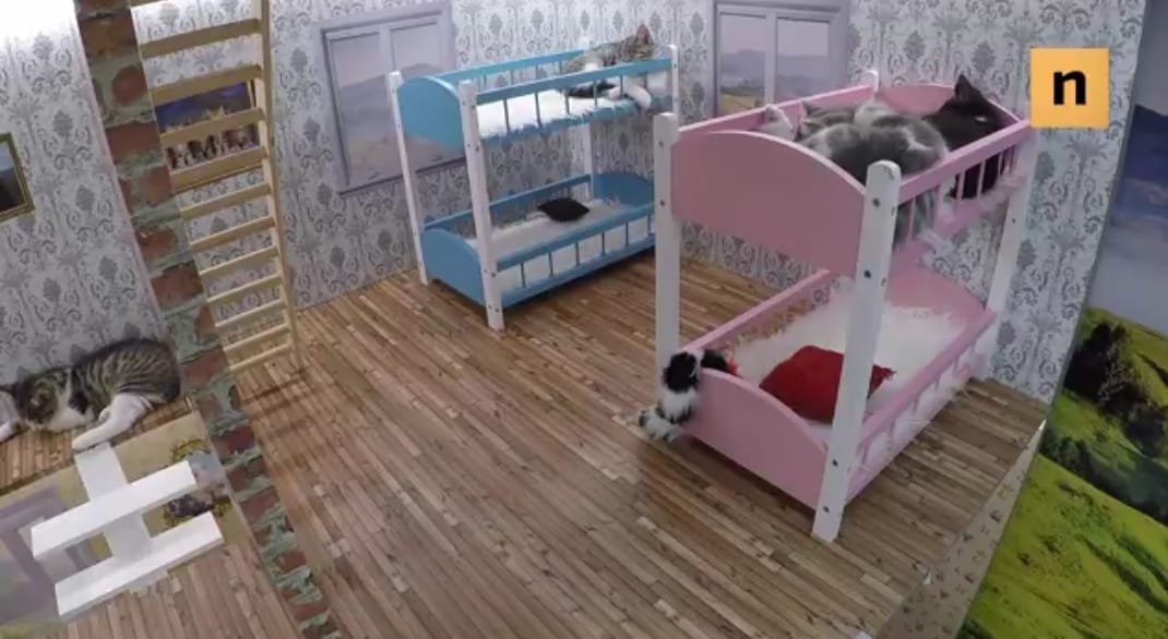 Nyugtassa idegeit a nap végén egy igazi cica-valóságshow-val! – videó