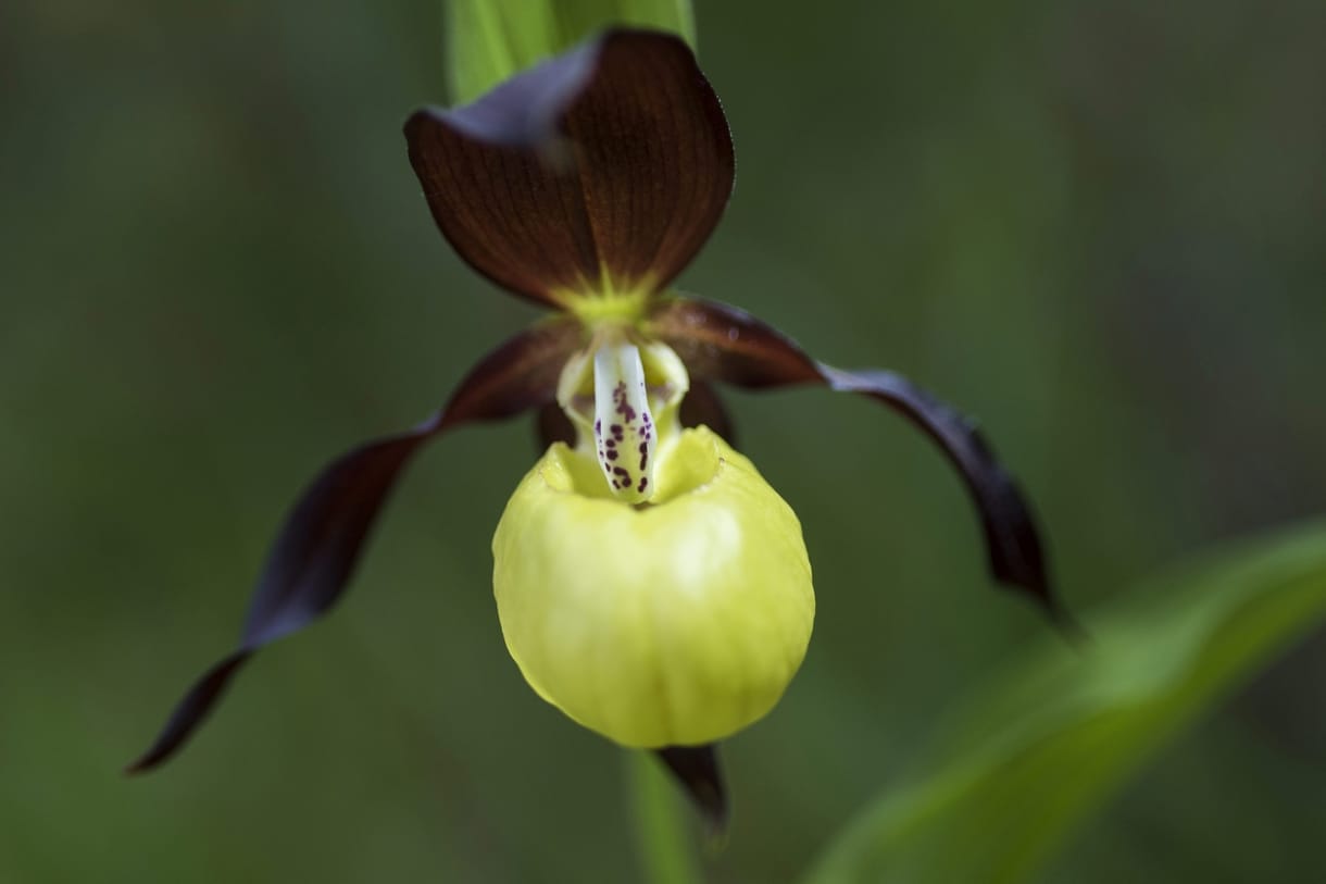 Ezt a bükki orchideát nem tudja ám csak úgy meglátogatni