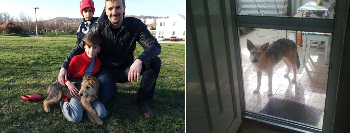 Újra a sintértelepen kötött ki a jobbikos kampány alatt befogadott kutyája