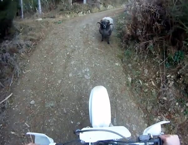 Dühös kos kergeti meg a krosszmotorost - videó