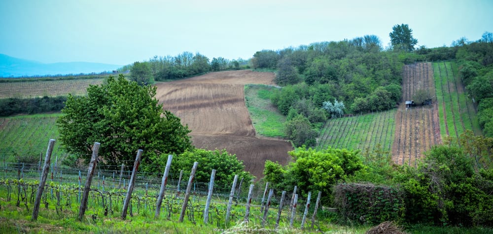 Új arc Tokaj-Hegyalján – Basilicus 