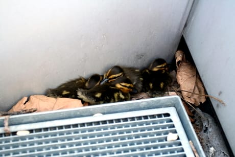 Mit tegyünk, ha kóválygó vadkacsákat látunk a belvárosban?