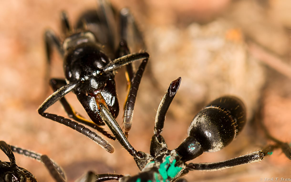 A hangyák antibiotikumokkal kezelik sérült társaik fertőzött sebeit