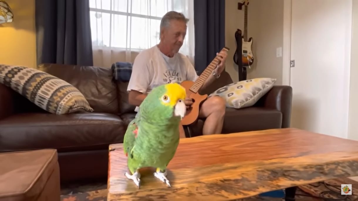 Most épp Jimmy Buffett emlékére énekel a világ leghíresebb popsztár-papagája (videó)