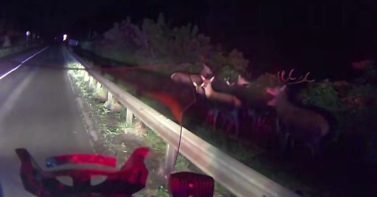 Az árvíz és az autók fénye elől egyszerre menekülő vadakat videóztak az 55-ös főúton Gemencnél
