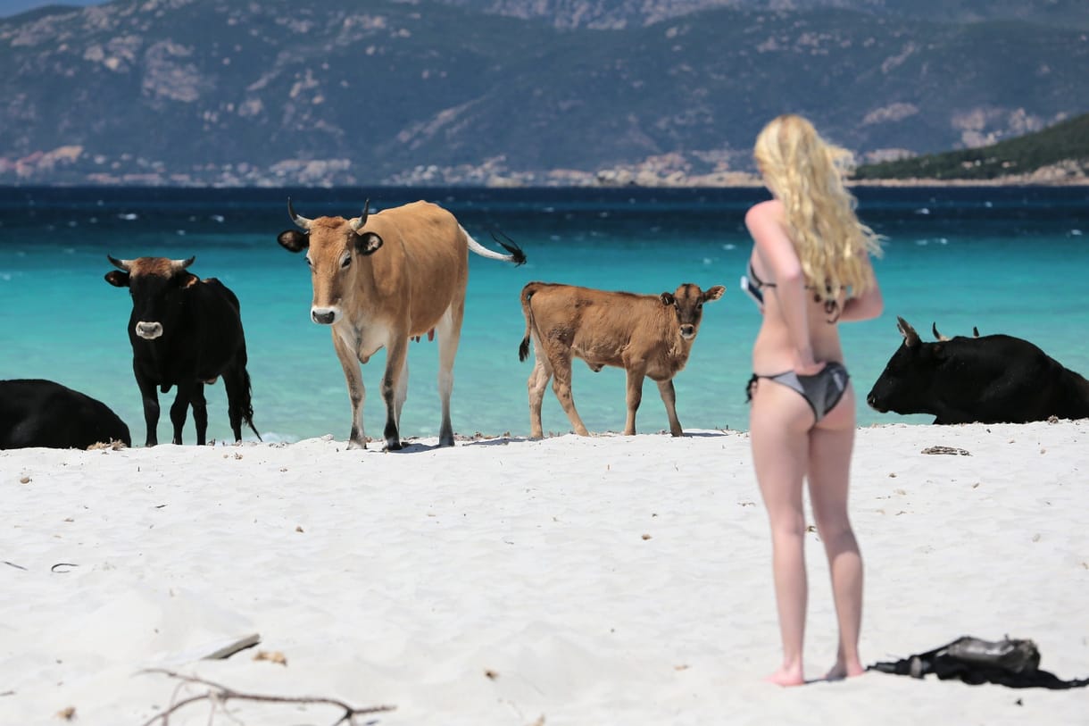 Hogyan kerültek elvadult marhák a francia turistaparadicsomba?