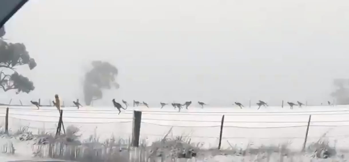 Rendesen meglepődhettek ezek a kenguruk, hogy hóban kell ugrálniuk – videó