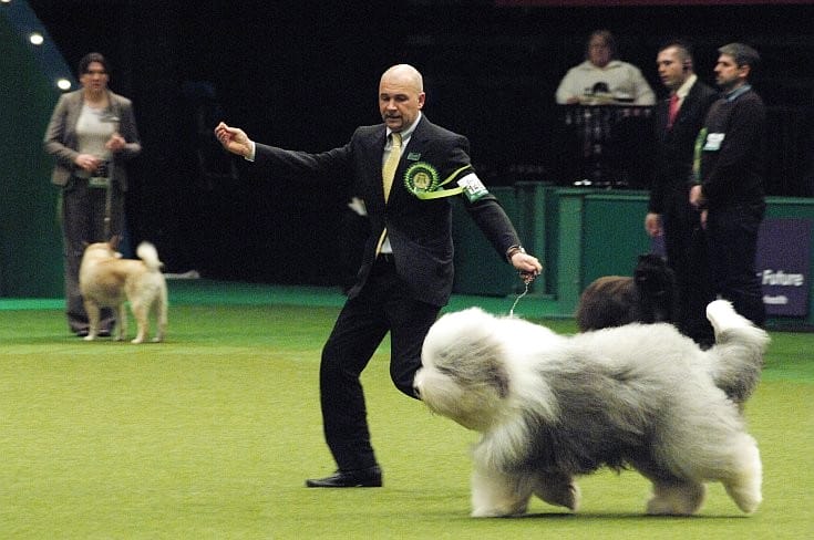 Jimmy, a magyar tenyésztésű bobtail lett a világ legszebb pásztorkutyája