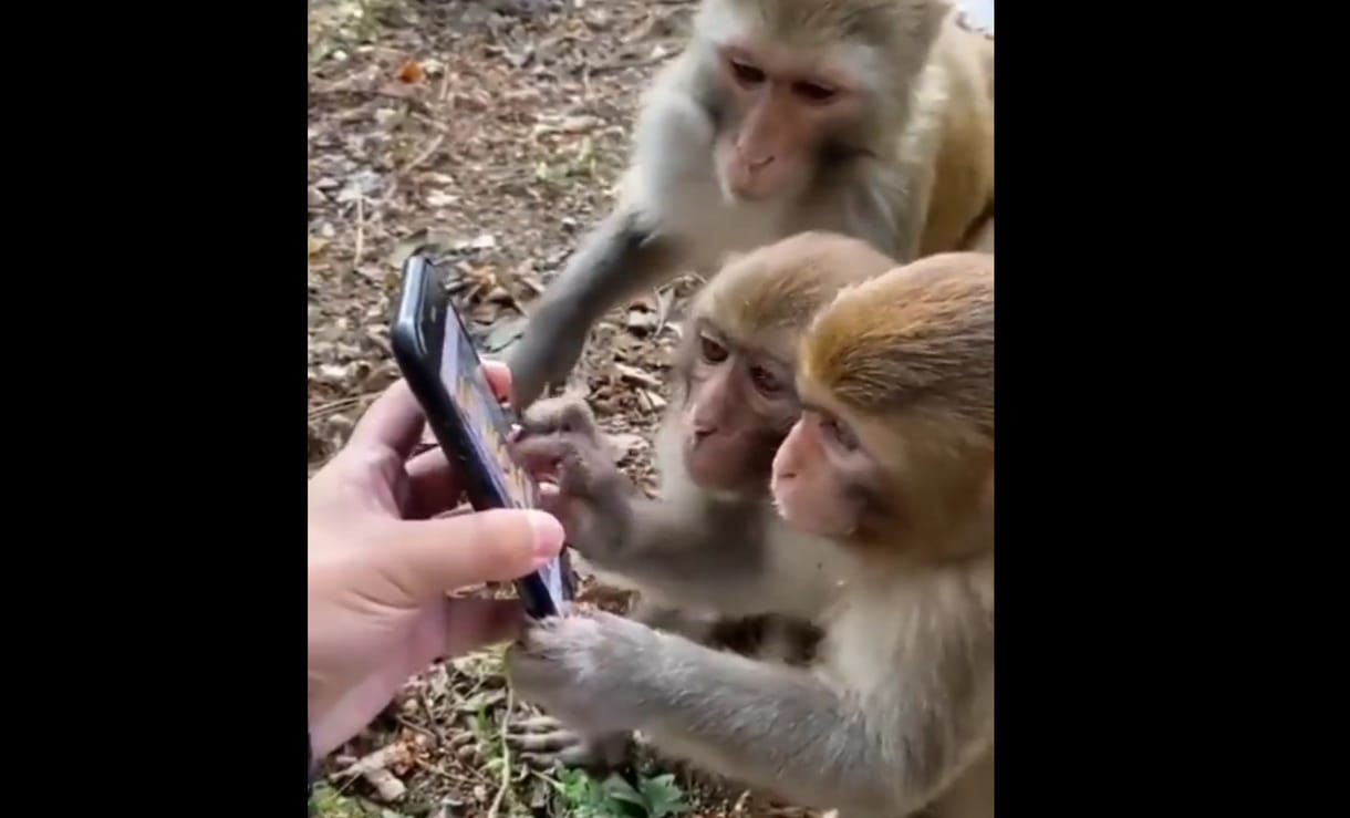 Mutattak egy okostelefont a majmoknak, úgy használták, mintha természetes lenne – videó