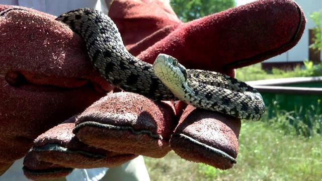Videó: él még a magyar vipera