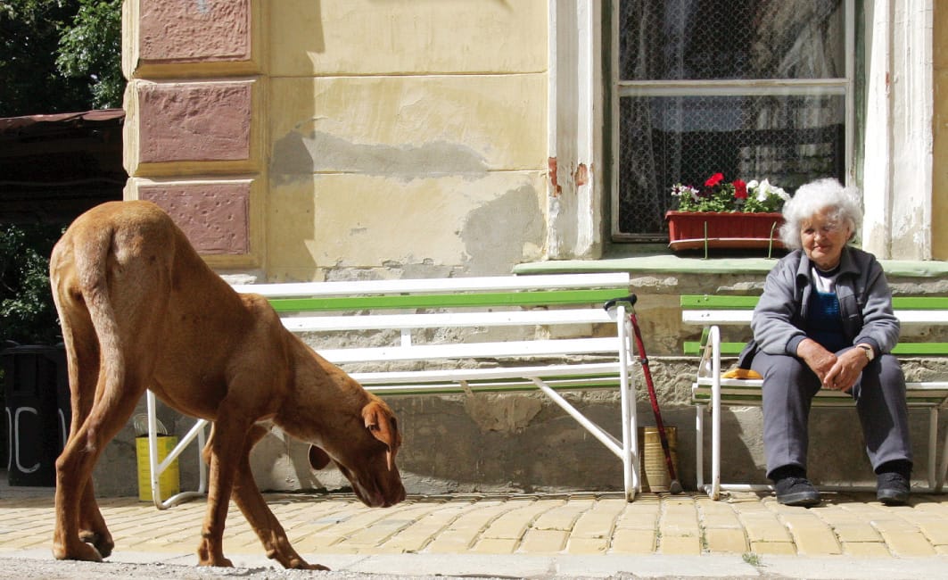 Tovább élnek a kutyás nyugdíjasok