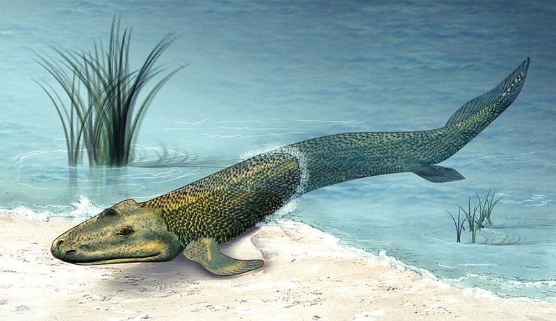 A Tiktaalik