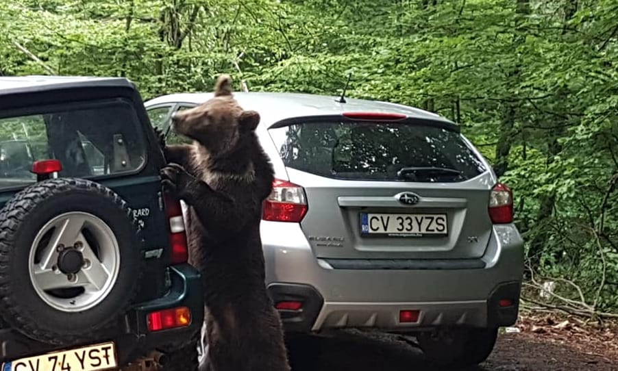 A nap videói: Parkoló autókat próbálnak kinyitni az erdélyi medvék