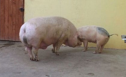 Fotó: 580 kilót nyom egy romániai disznó