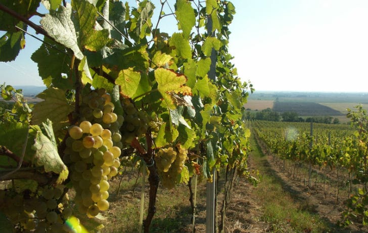 Madárriasztó hangágyúk miatt megy a huzavona Balatonberényben