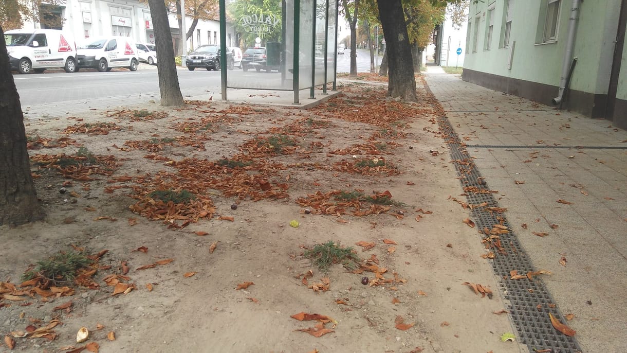 A szekszárdi kampányban már a cserje is fa