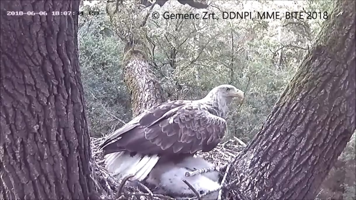 Megette a gemenci feketególya-fiókákat a rétisas – videó